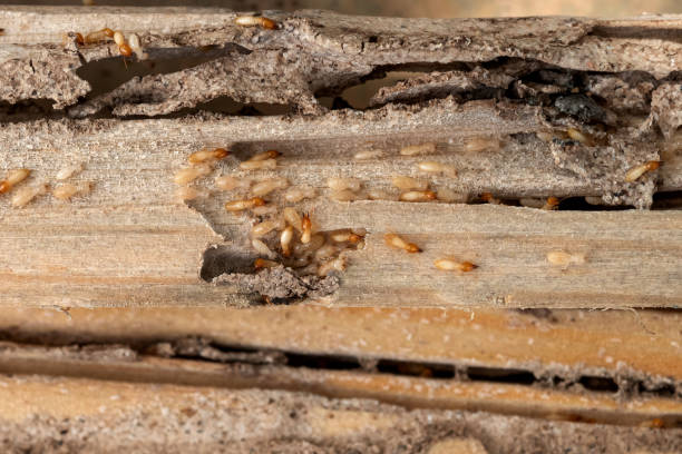 Best Residential Pest Control  in Ellis, KS