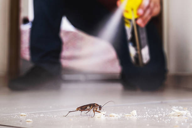 Reliable Ellis, KS Pest Control Solutions